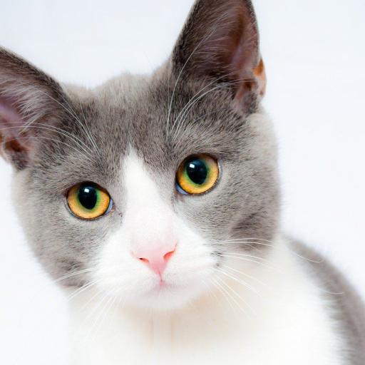 Katzen