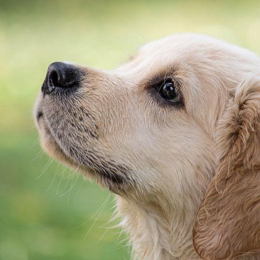 Hunde